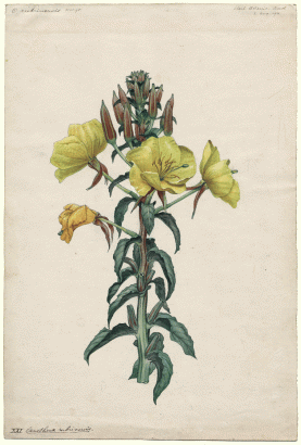 Oenothera_rubrinervis_903 Oenothera_rubrinervis_903